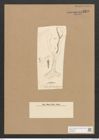 Berkeleya patens (Kuetz.) Grun. (de-Toni-Nr.: Genus 21, Species 1229) Zeichnungen Sammlung Grunow Nr. 2370 (NHMW-BOT-W0369504)